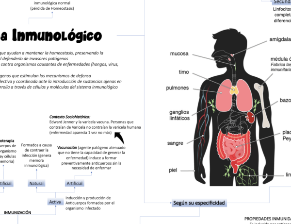infografía sistema inmune